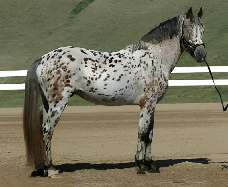 Friesian-Appaloosa Crossbreed Horses